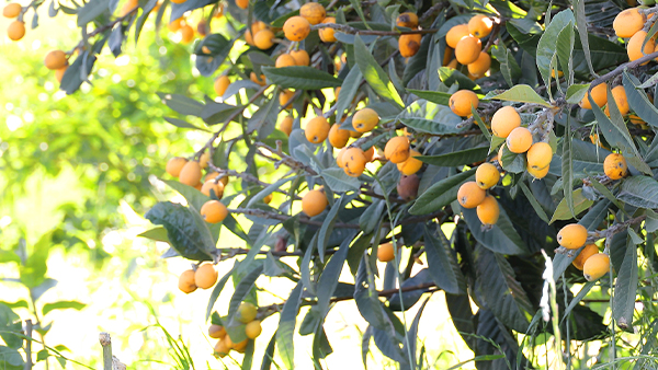 滯銷枇杷別丟棄！7步釀出高價果酒，畝產(chǎn)利潤翻5倍！