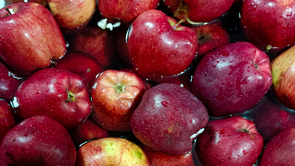 用大型釀酒設(shè)備做蘋果酒，“剩蘋果”搖身一變成為致富果