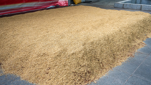 小曲固態(tài)釀酒為什么要糖化，不糖化可不可以？