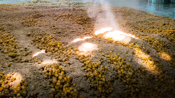 白酒固態(tài)發(fā)酵，糖化步驟能省略嗎？關(guān)鍵影響不可不知！